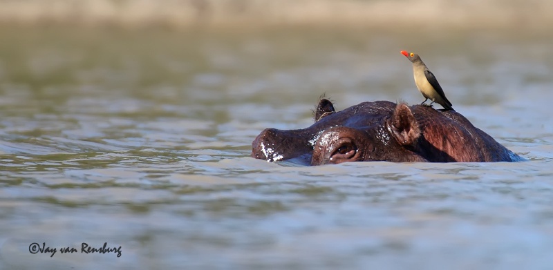 Hippo perch - Hippo