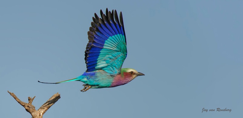 LBR - Birds