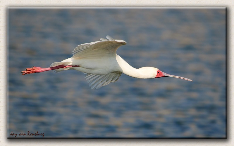 African Spoonbill - Birds in flight
