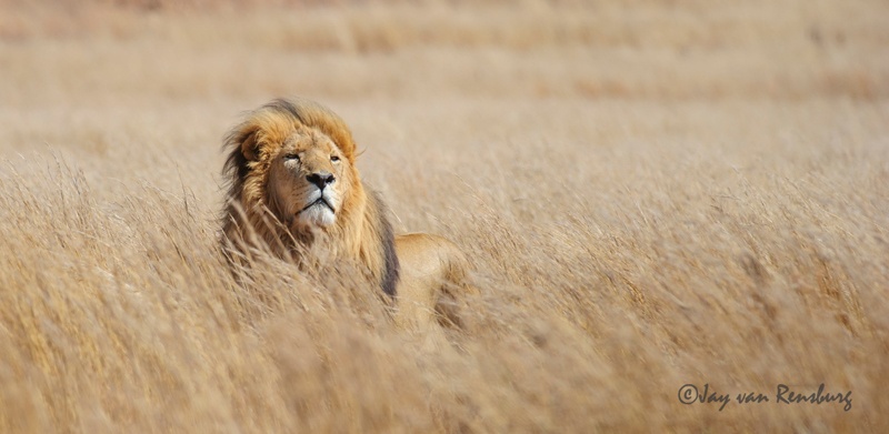 Plains Lion - Big Cats