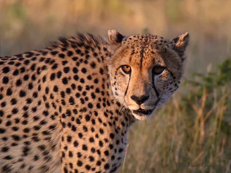 Cheetah - Big Cats