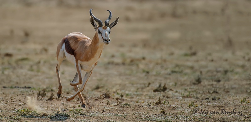 Moving! - Antelope