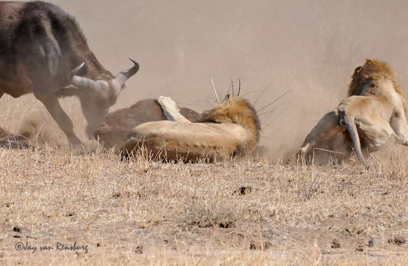 Female Buffalo moving in - Lion vs Buffalo