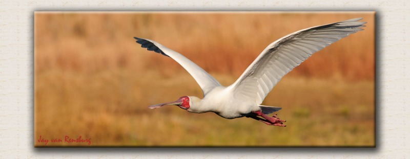 African Spoonbill 2 - Birds in flight