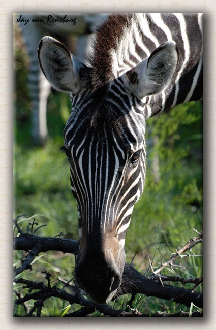 Zebra close-up - Zebra & Giraffe