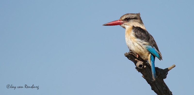 Brown-hooded stare - Kingfishers