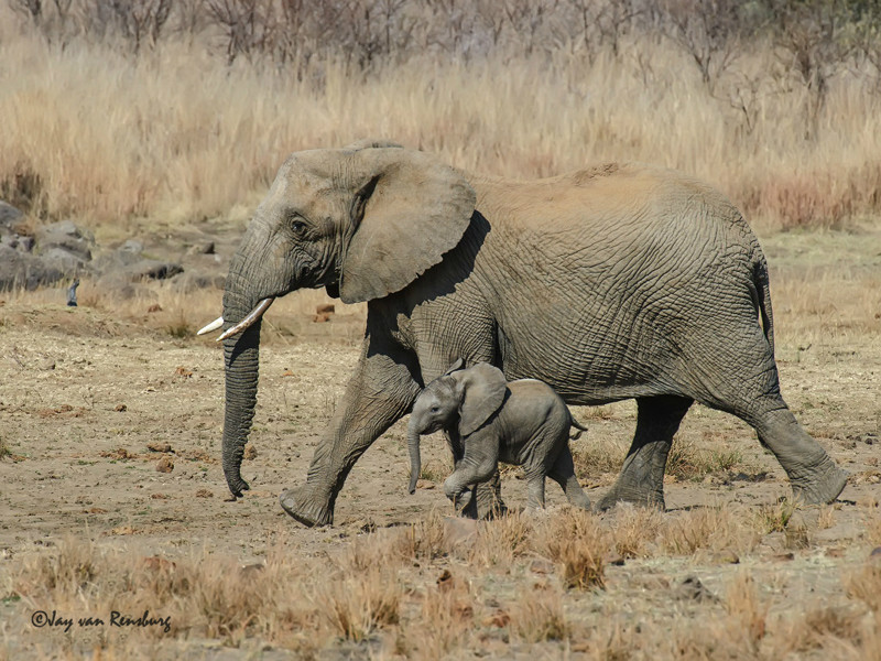 Mom and youngster - Elephant