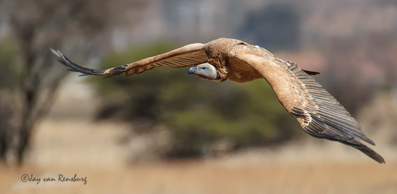 Cape Vulture - Vultures