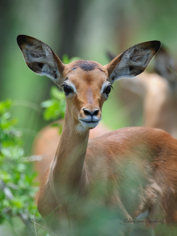 Youngster - Antelope