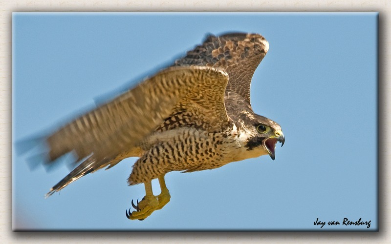 Peregrine Falcon - Birds in flight