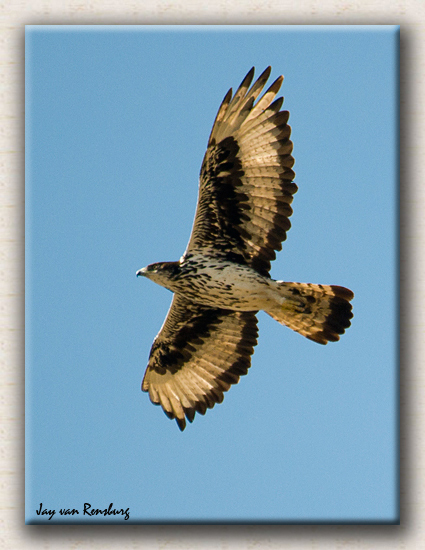 African Hawk Eagle - Birds in flight