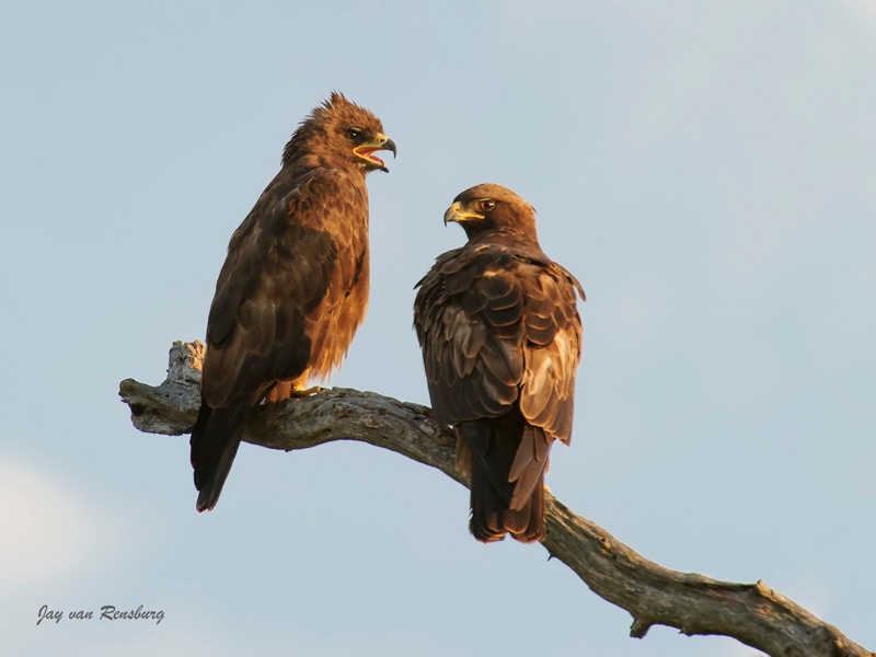 Wahlberg's Eagles - Raptors