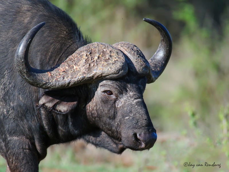 Buffalo3 - Buffalo