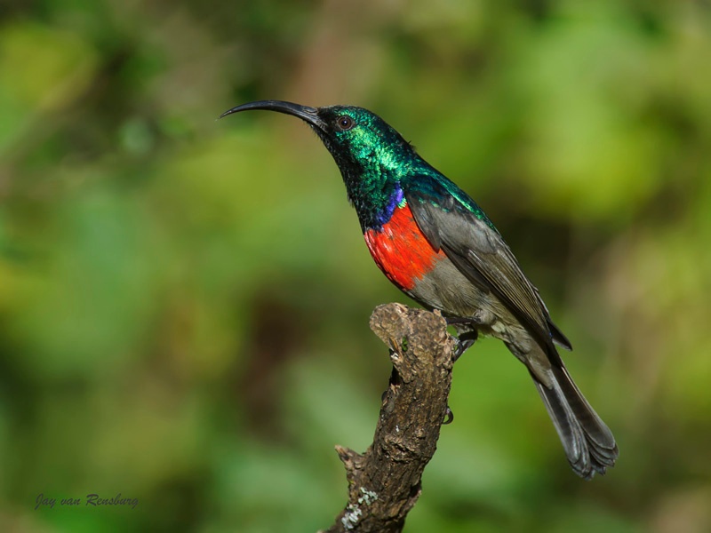 Greater Double-collared Sunbird - Birds