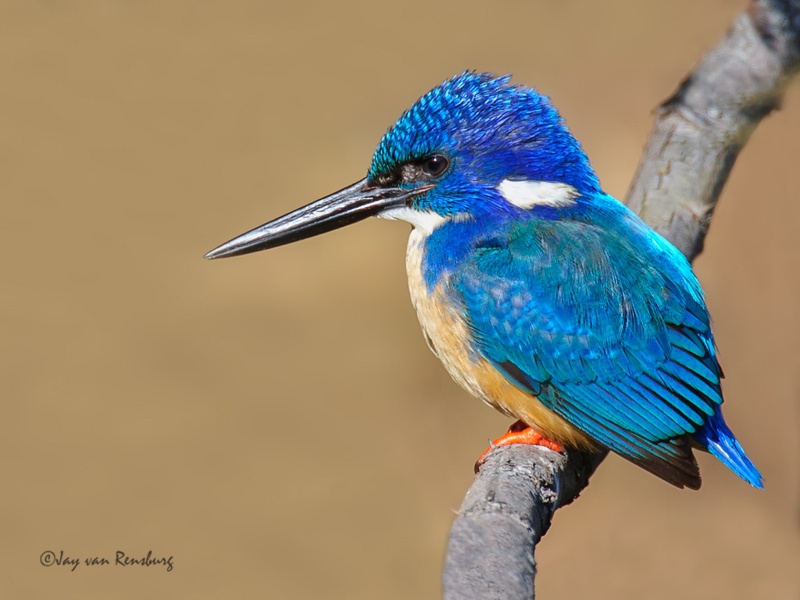 Half collared pose 1 - Kingfishers