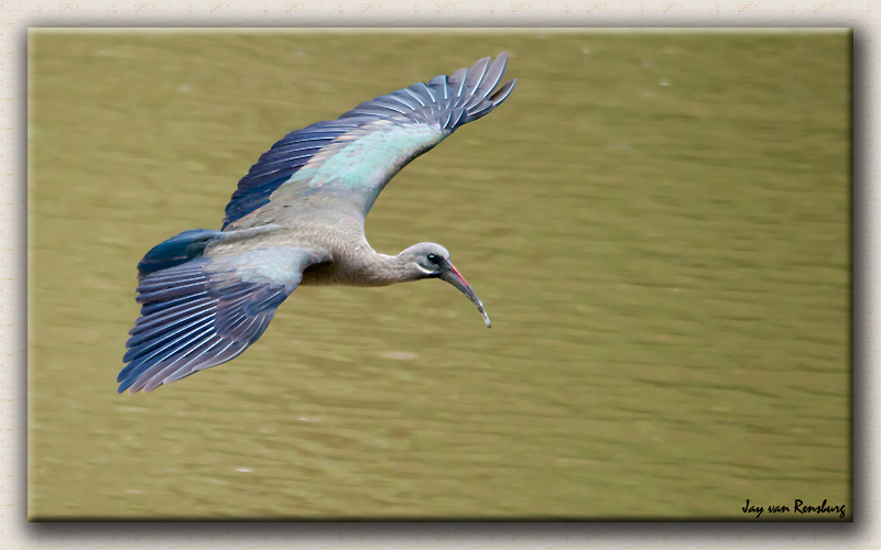 Hadeda Ibis - Birds in flight