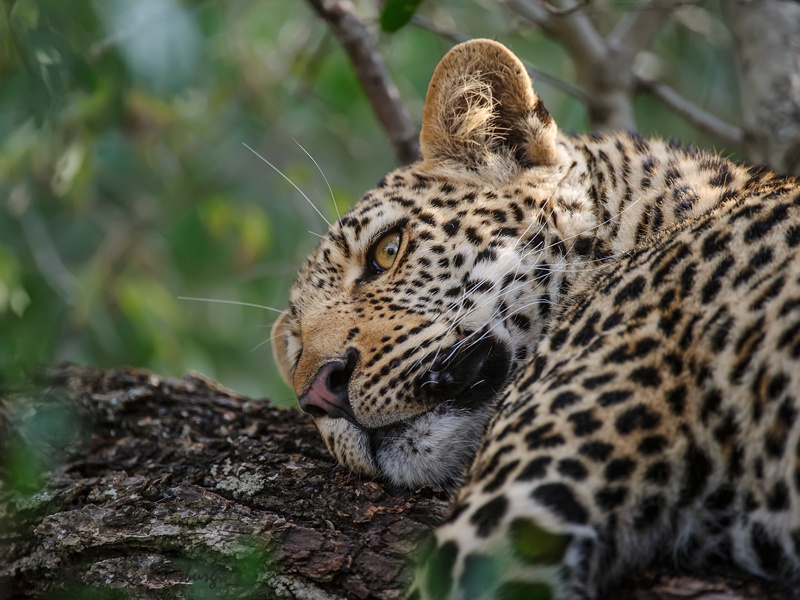 Lazy - Big Cats