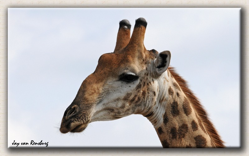 Giraffe profile - Zebra & Giraffe