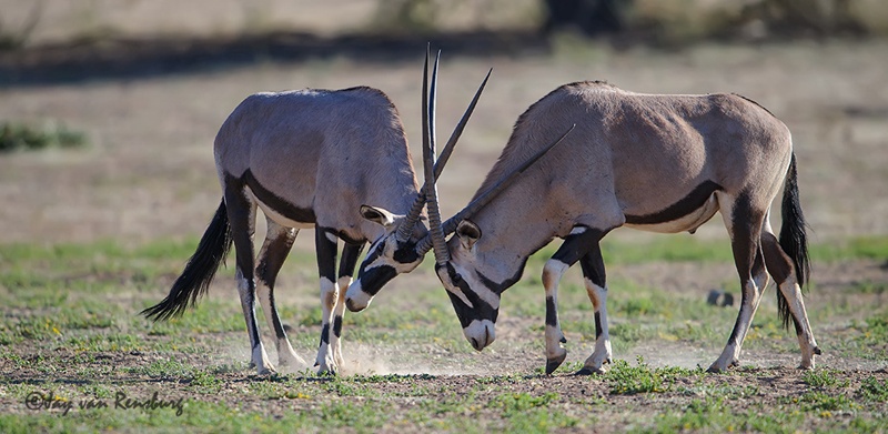 Gemsbok duel - Antelope