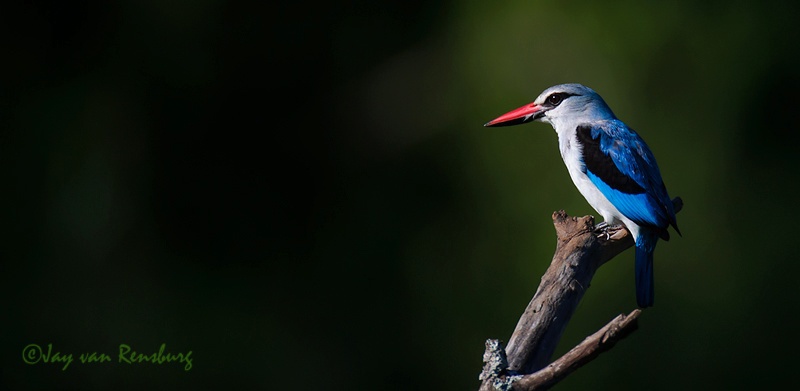 Woodland pose 1 - Kingfishers