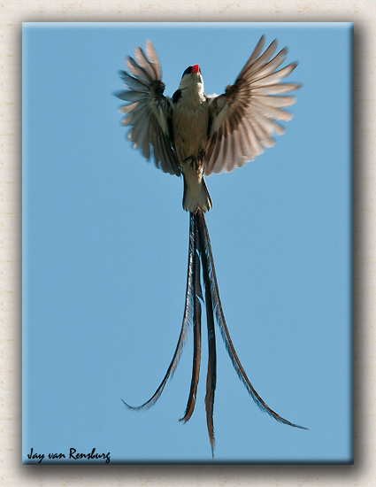 Pin-tailed Wydah - Birds in flight