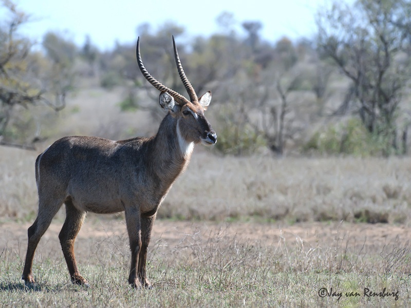Waterbuck - Antelope