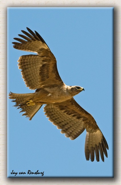 Wahlberg Eagle - Birds in flight