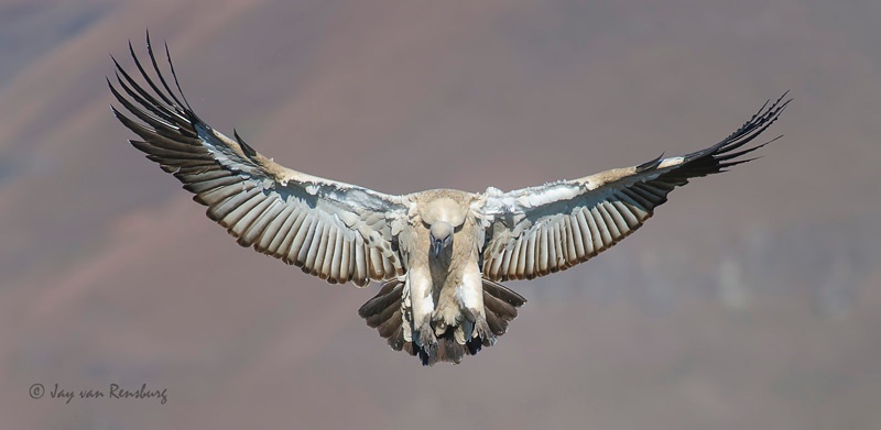 Cape Vulture landing 1 - Vultures