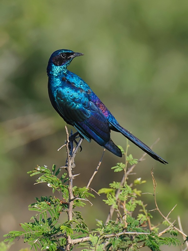 Greater Blue-eared Starling - Birds