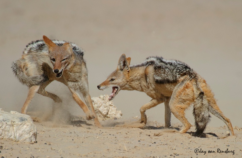 Duelling Jackal 1 - Carnivores