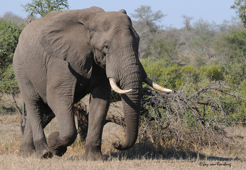 Ellie - Elephant
