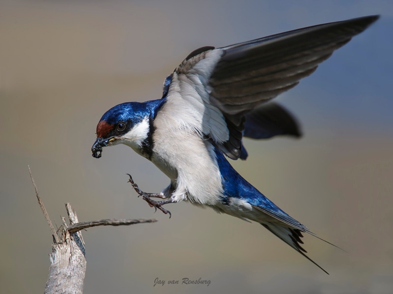 White-throated Swallow 1 - Birds