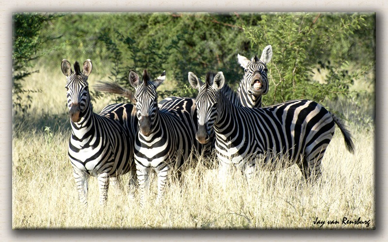 Zebras posing - Zebra & Giraffe