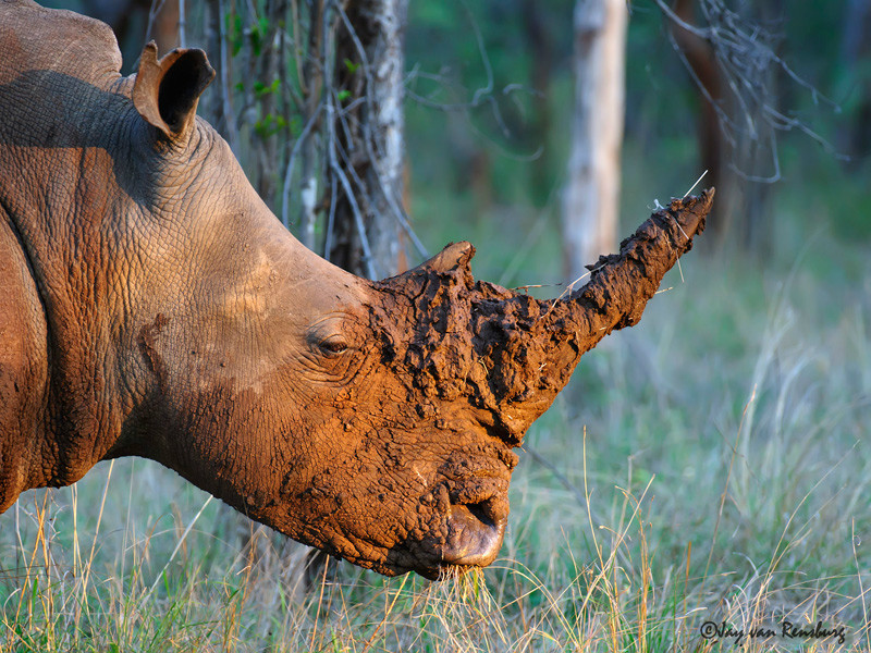 Horn cammo - Rhino