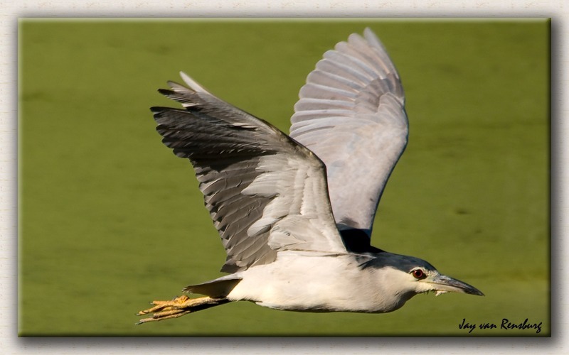 Black Crowned Night Heron - Birds in flight