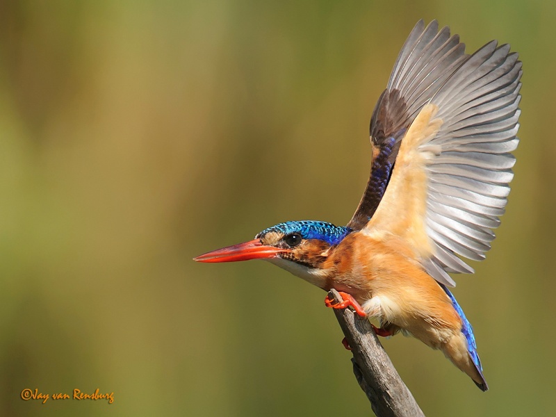 Alert Malachite - Kingfishers