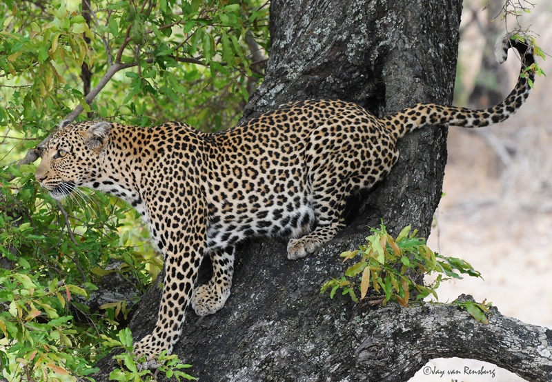 Agility - Big Cats