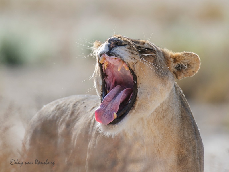 Big yawn - Big Cats
