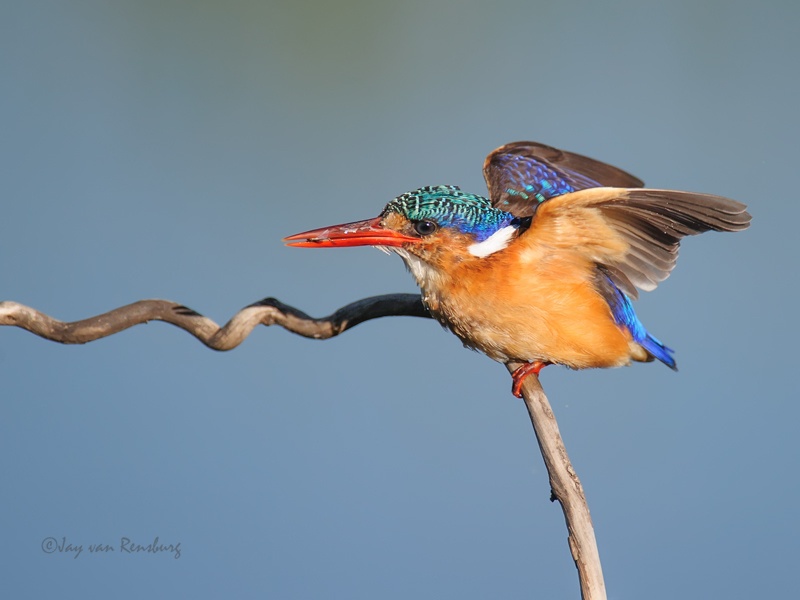 Malachaite pose 1 - Kingfishers