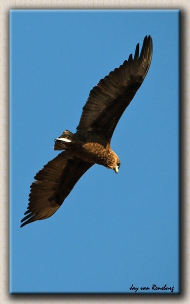 Juv Bateleur Eagle - Birds in flight