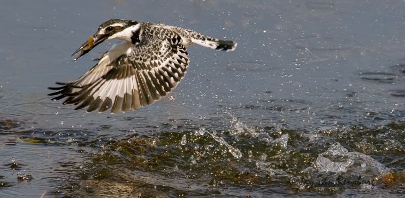 Kingfisher Splash - Kingfishers
