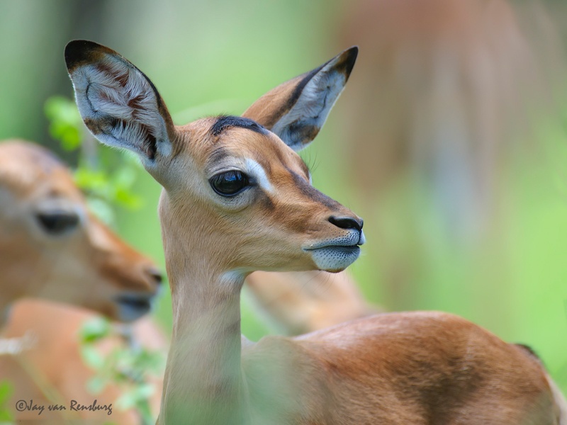New to the world - Antelope