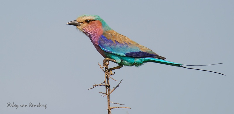 Lilac-breasted Roller - Birds