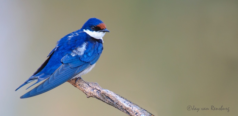 White-throated Swallow - Birds