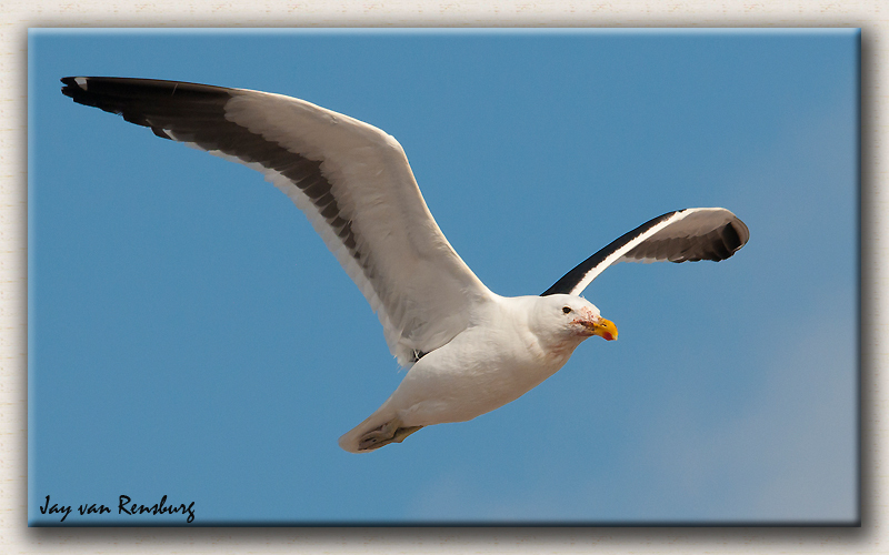 Kelp Gull 1 - Birds in flight