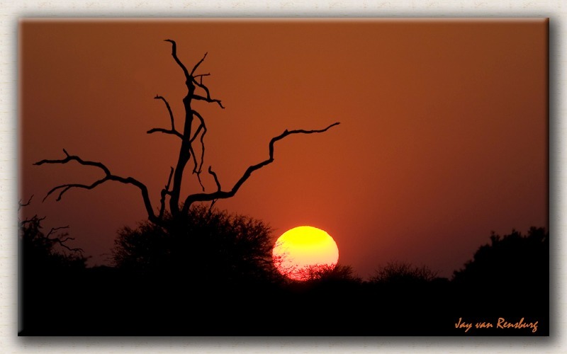 African Bush Sunset