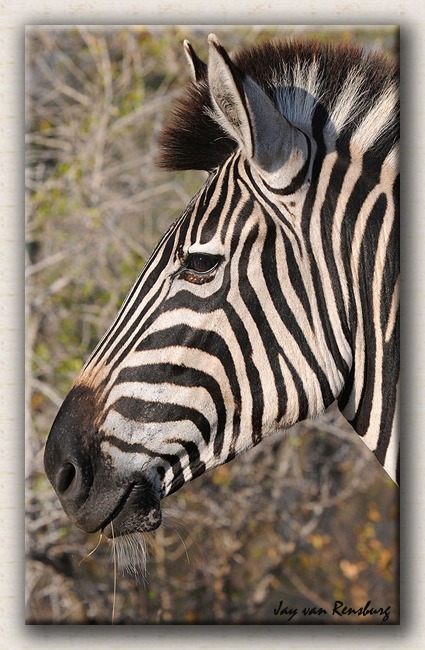 Zebra profile 2 - Zebra & Giraffe