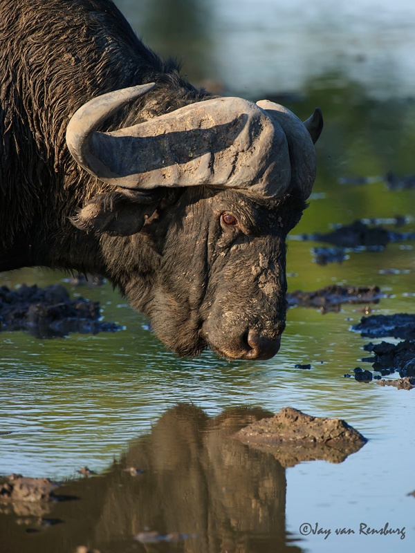 Buff reflection - Buffalo