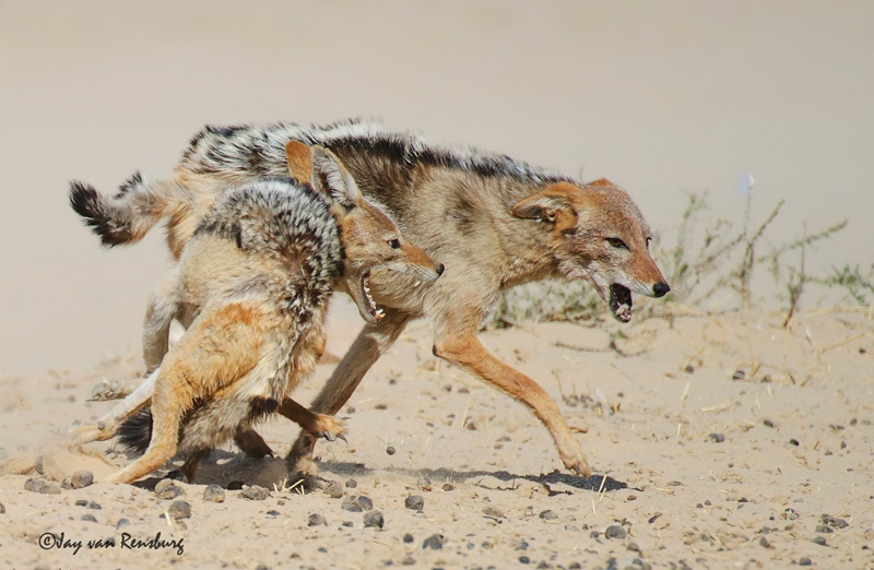 Duelling Jackal 2 - Carnivores