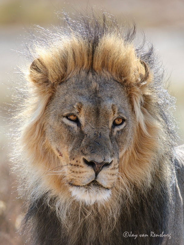 Lazy Lion - Big Cats